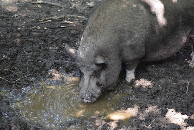 黄金大通道 黄金大通道